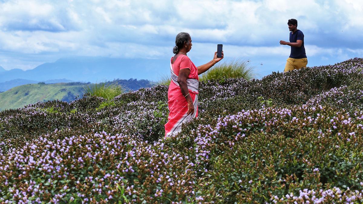 From Neelakurinji in the Western Ghats to the Karvi blooms in the Sahyadri range, travellers are trekking to witness these seasonal flowers