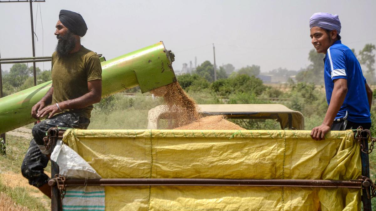 Wheat procurement down 32% till Apr 17; private firms buying more grains for exports