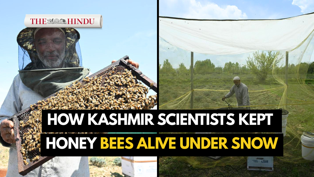 How Kashmir scientists taught honey bees to brave sub-zero cold - The Hindu