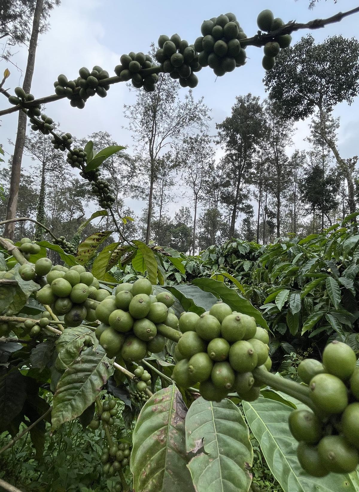 Green coffee beans in a estate in Kodagu district. 