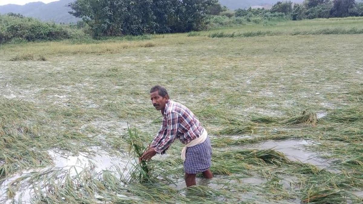 Montha cyclone: Srikakulam district suffers ₹1.24 crore loss