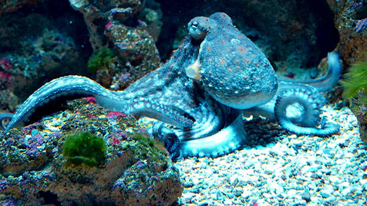 Octopuses, fish hunt together using surprisingly complex decision-making