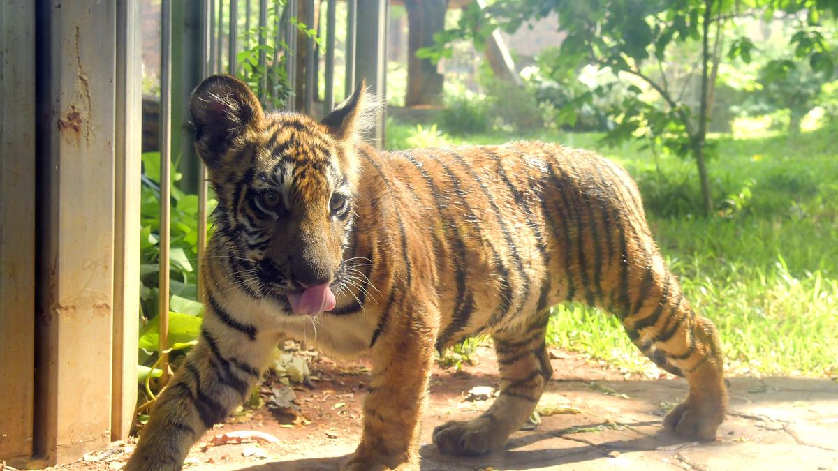 MP: Tiger cub found dead with injuries in Bandhavgarh reserve