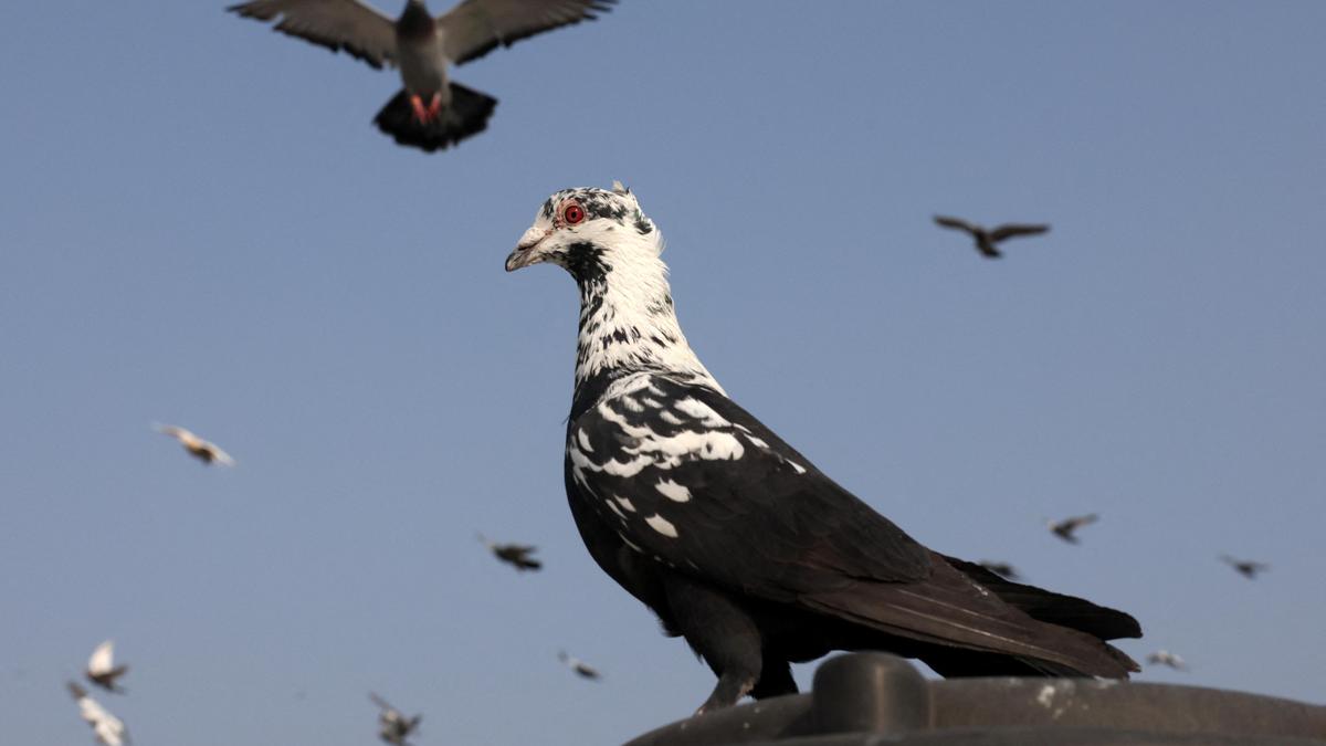 Man killed in Bengaluru in dispute over pet pigeon
