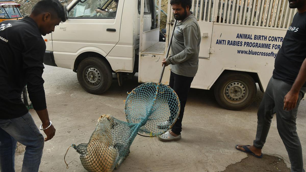 GHMC fails to address stray dog menace despite recurrence of horrific child deaths