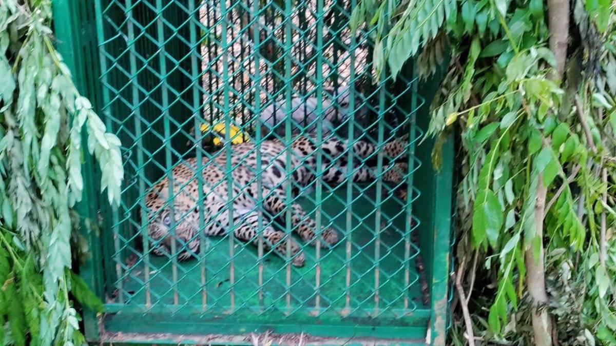 Another leopard captured on Tirumala foot path