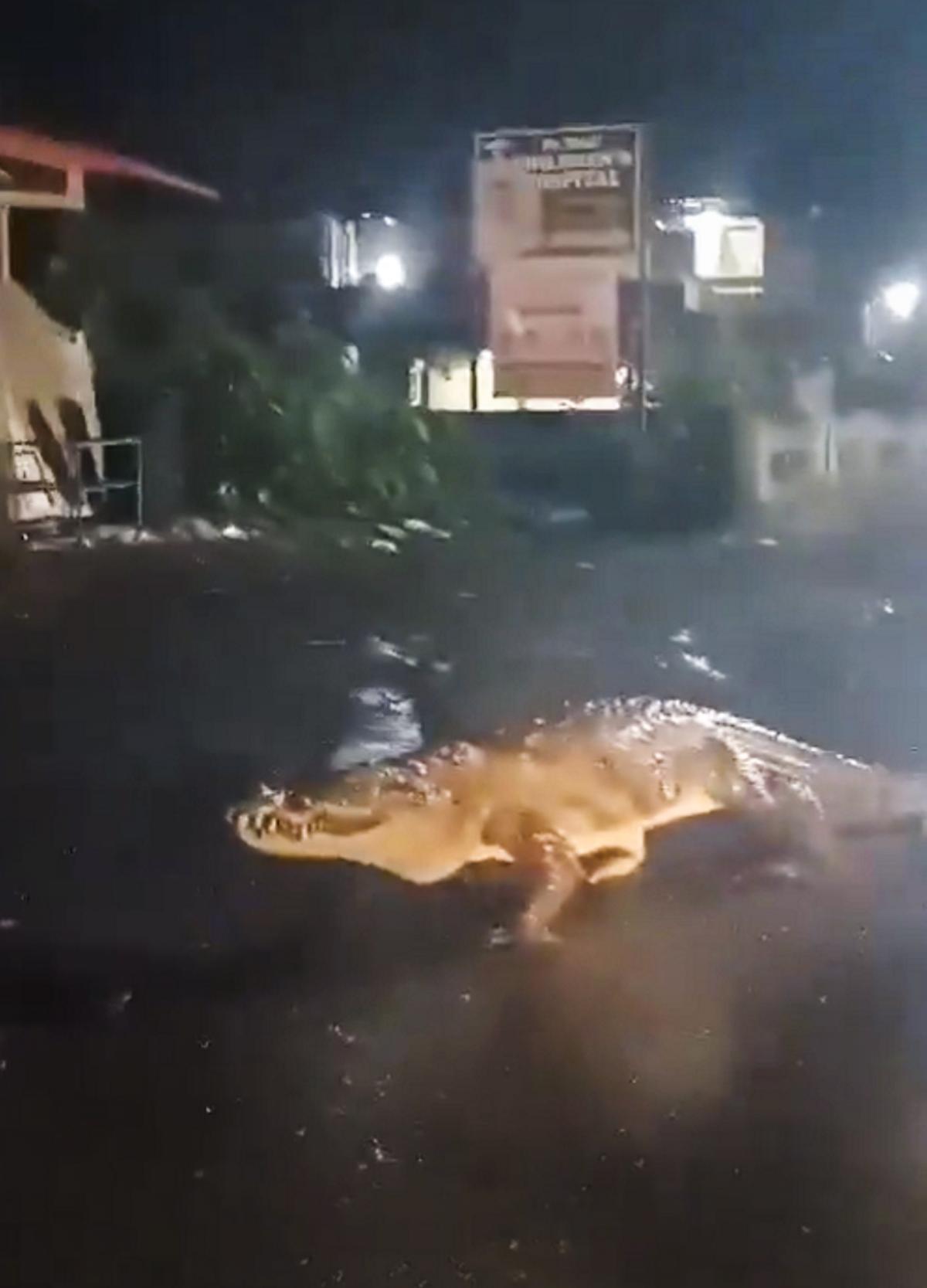 Watch: Crocodile spotted on road in Maharashtra