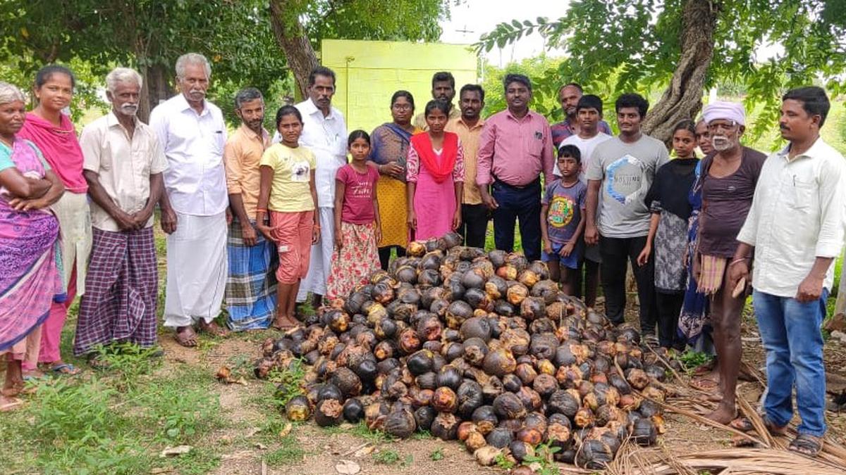 Collection of palm seeds begins in Erode district