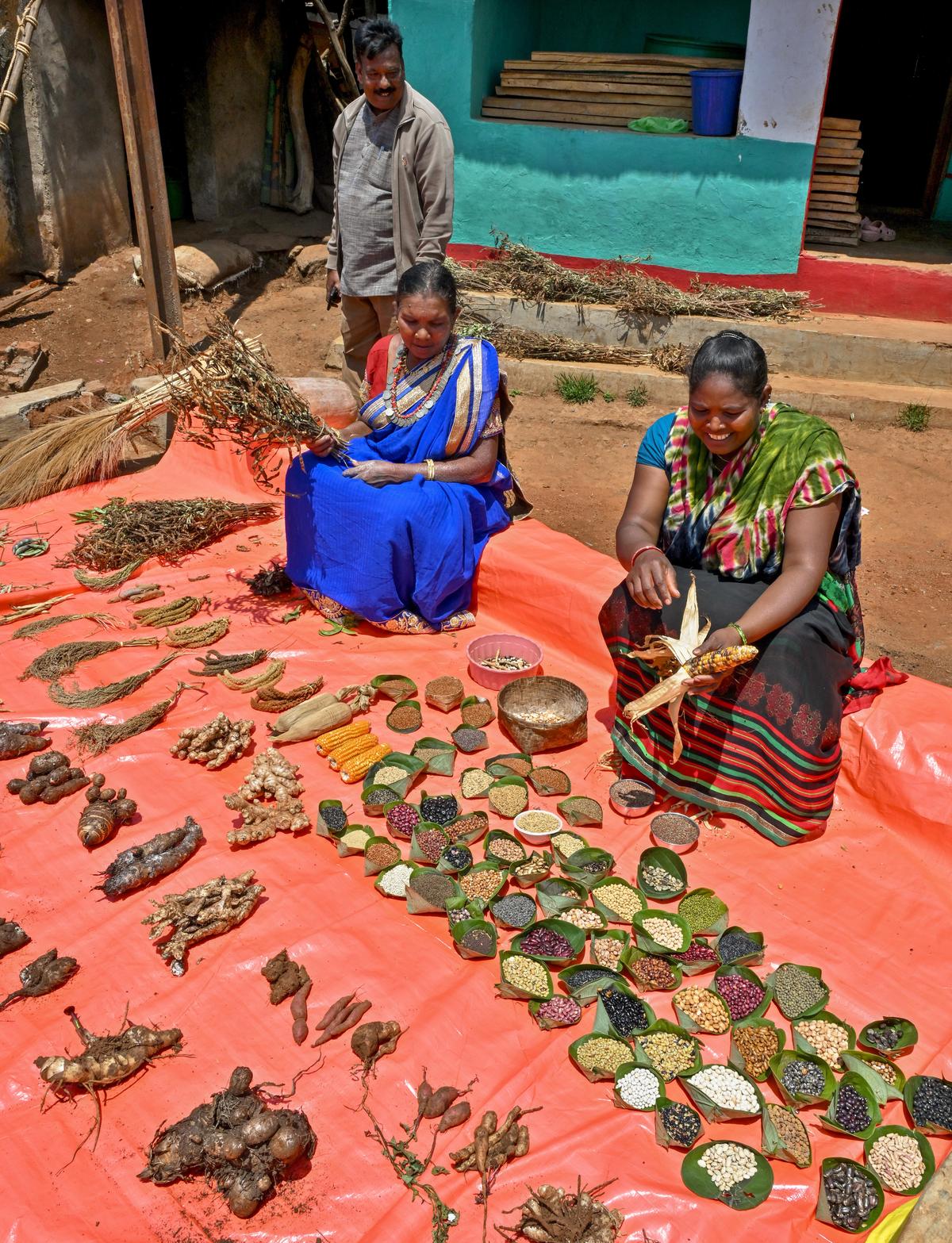 Native seed varieties being displayed by seed savers Pangi Sunkri, who won the national award of Plant Genome Saviour Community Award from the Protection of Plant Varieties and Farmers’ Rights Authority, and Radhika along with P Devullu of Sanjeevini Rural Development Society at Gasaba village in the Eastern Ghats of Andhra Pradesh. Native seed varieties being displayed by seed savers Pangi Sunkri, who won the national award of Plant Genome Saviour Community Award from the Protection of Plant Varieties and Farmers’ Rights Authority, and Radhika along with P Devullu of Sanjeevini Rural Development Society at Gasaba village in the Eastern Ghats of Andhra Pradesh.