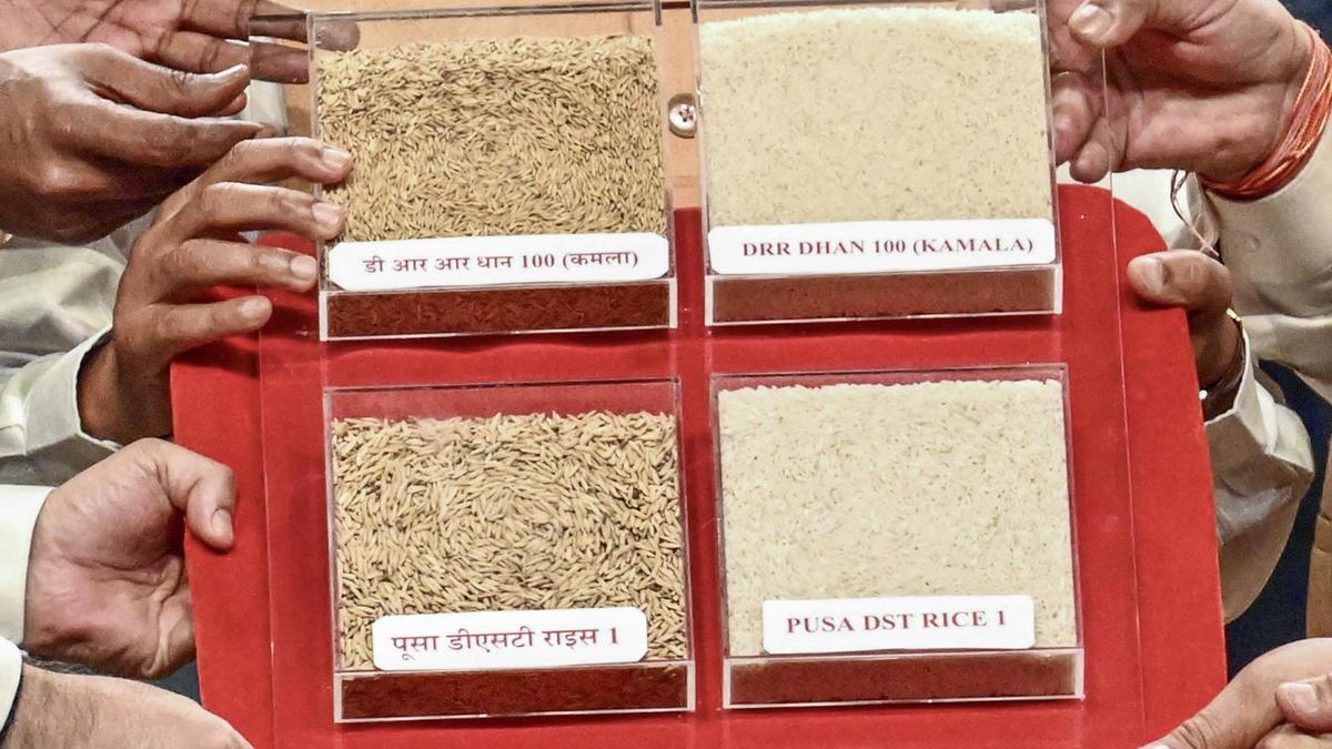 Activists ask Centre to withdraw genome-edited rice varieties, say it’s unsafe