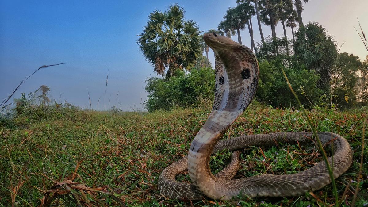 Man arrested for murder of wife, child using venomous snake in Odisha