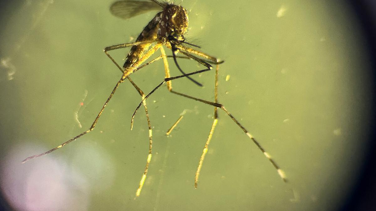 Telangana recorded over 4,000 dengue cases between April and August this year: NCVBDC data