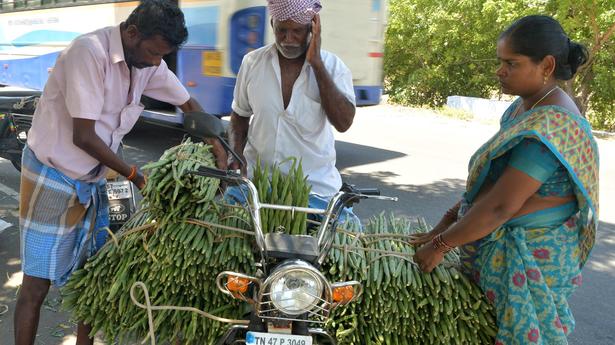Tamil Nadu’s ‘Moringa Central’