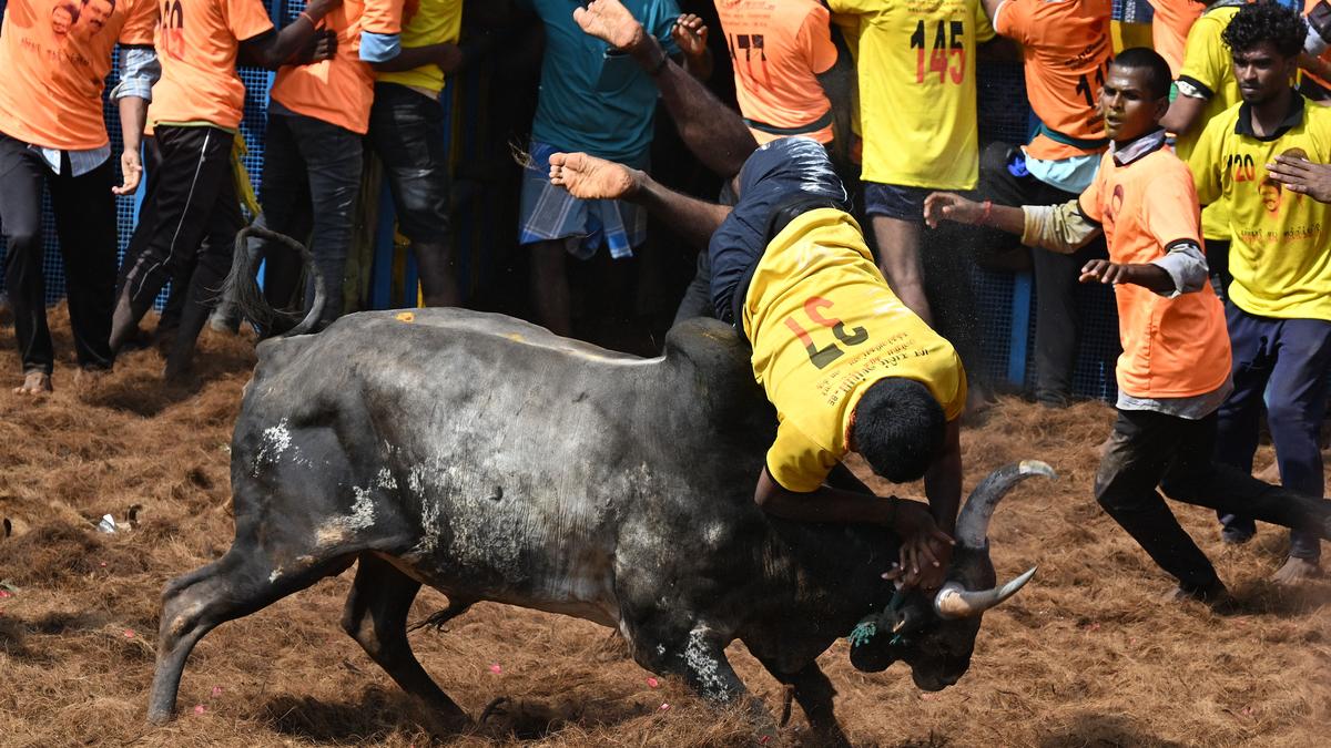 20 injured in State’s first jallikattu of 2025 in Pudukottai district