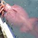 Digital fossil-mining finally reveals origin of squids 1 New Zealand Giant Squid NZL802