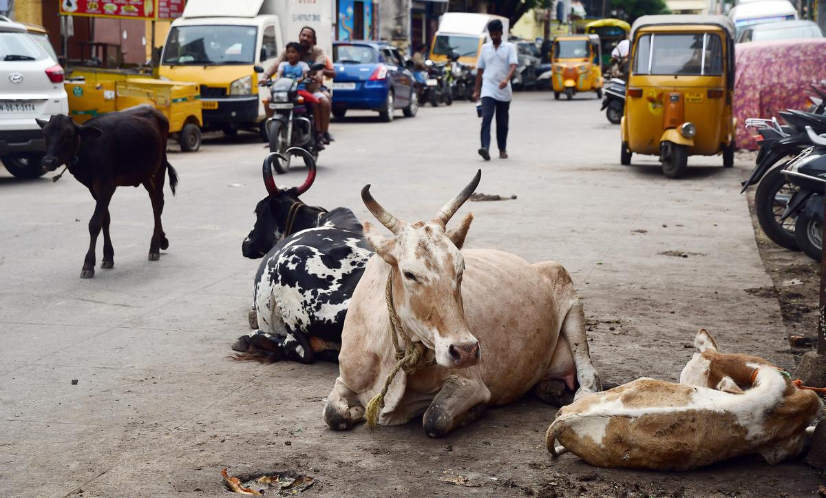 Greater Chennai Corporation collects penalty of ₹4.88 lakh from owners of stray cattle