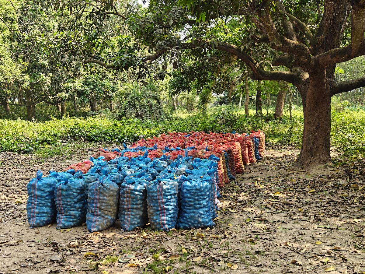 In tutta Kalna, i campi sono cosparsi di patate mentre gli agricoltori abbandonano i loro prodotti senza possibilità di venderli o immagazzinarli. 