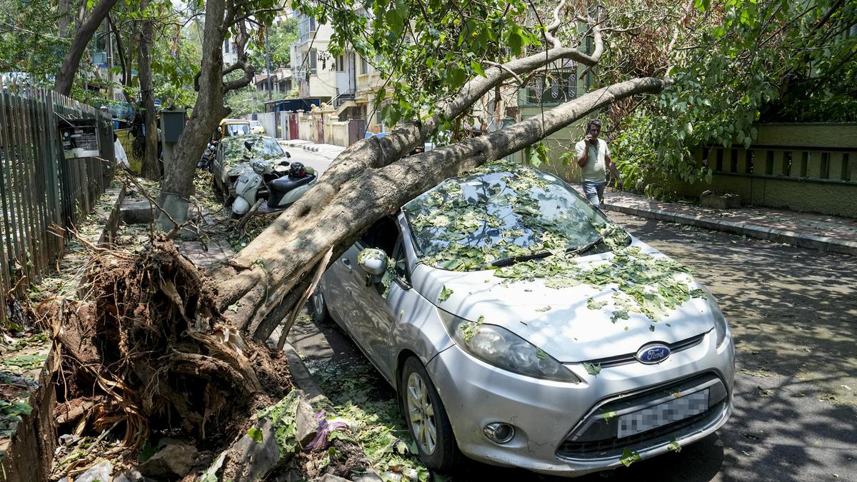 Ageing ornamental trees behind mass uprooting during rains in Bengaluru