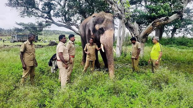 Rain delays operation to drive back elephant into forest in Talavadi