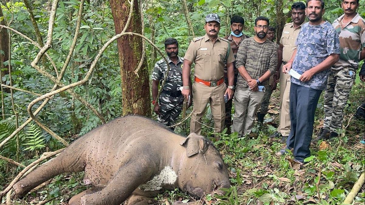 Male elephant calf found dead in Valparai estate