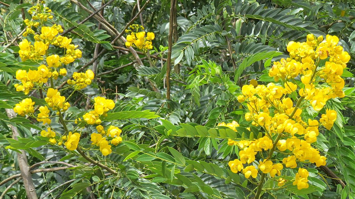 Senna spectabilis removed from 400 hectares of Mudumalai Tiger Reserve in the Nilgiris