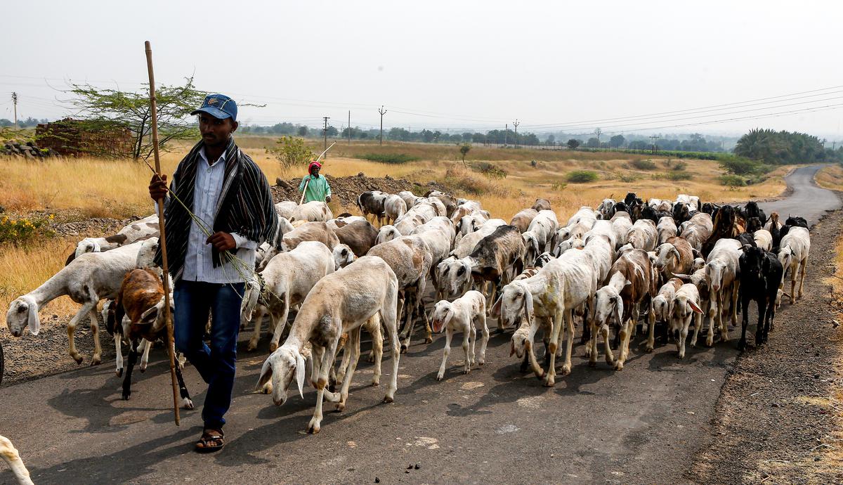 Villagers who are not willing to work as daily wagers are grazing goats for a living. 