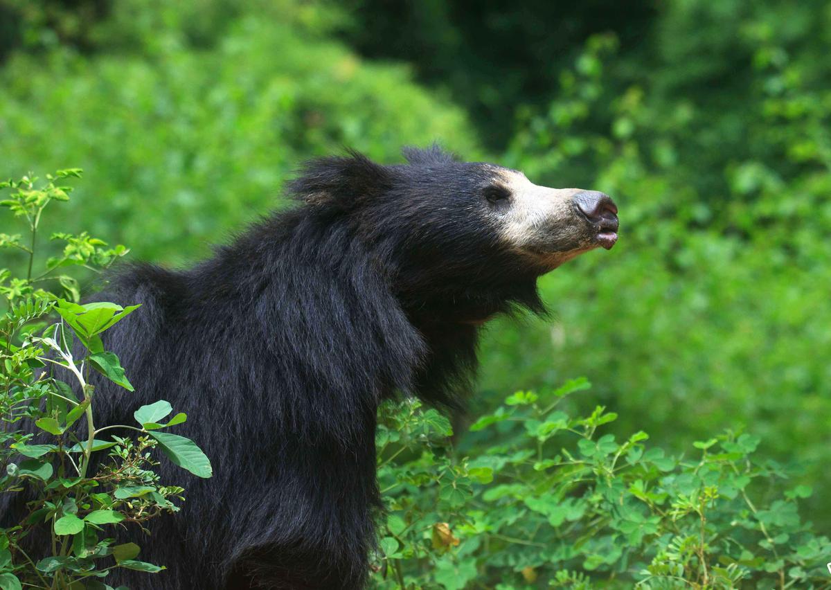 Tranquilized sloth bear dies at Tirunelveli after being released in Western Ghats