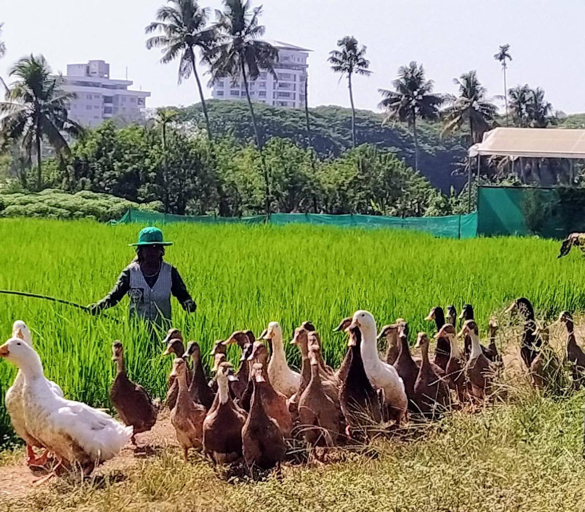 The State Seed Farm, Aluva in Kochi