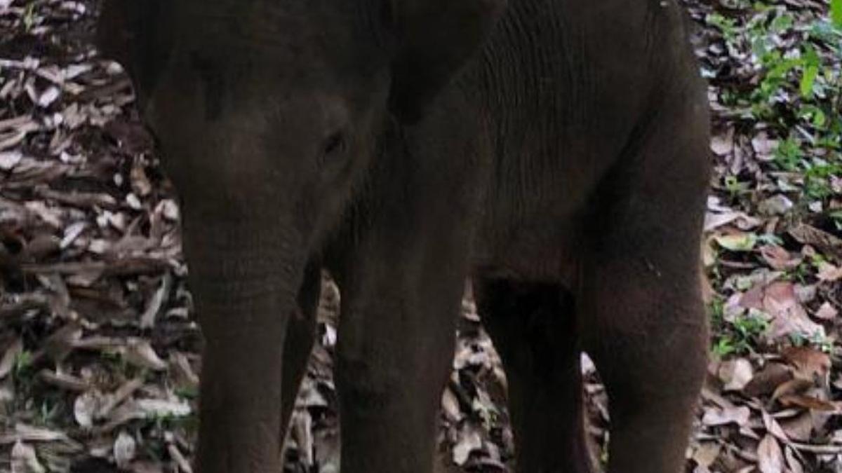 Rescued elephant calf joins herd after treatment in Courtallam Forest Range
