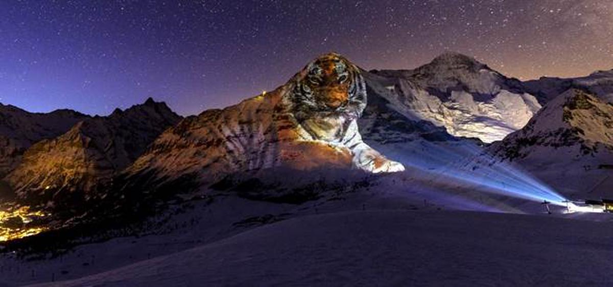 World's Largest Light Artifact – 5,200 m tall tiger on Eiger projected by Gerry Hofstetter