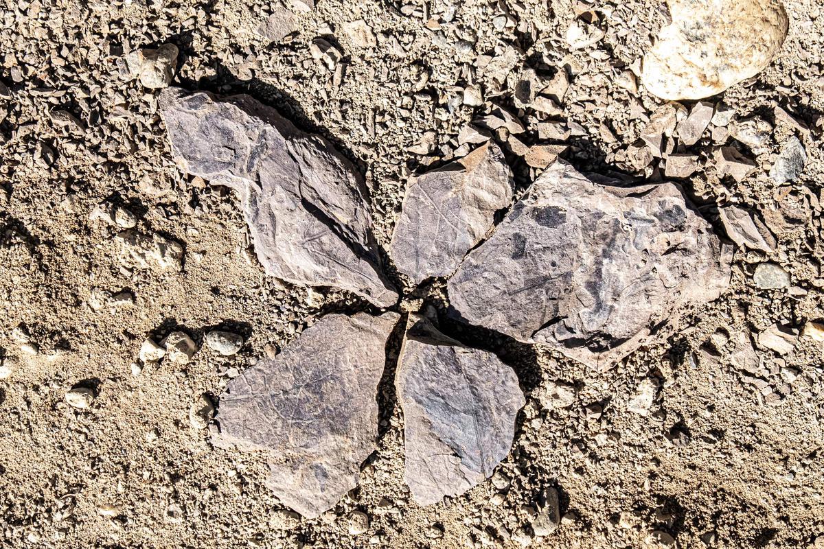 El Instituto Chileno de la Antártida (INACH) muestra restos fósiles encontrados en Cerro Gedo, en el valle del río Las Chinas, un área deshabitada cerca de la frontera con Argentina, a unos 2.800 kilómetros al sur de Santiago, en febrero de 2020.