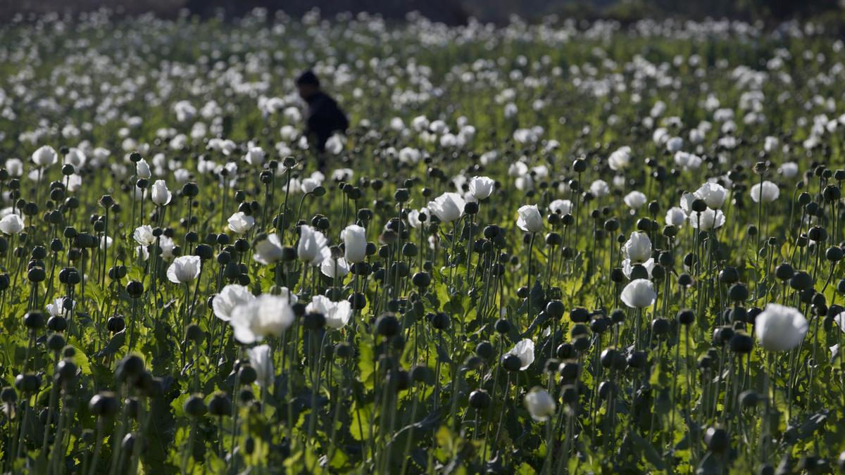 Myanmar opium farming booming after coup: UN