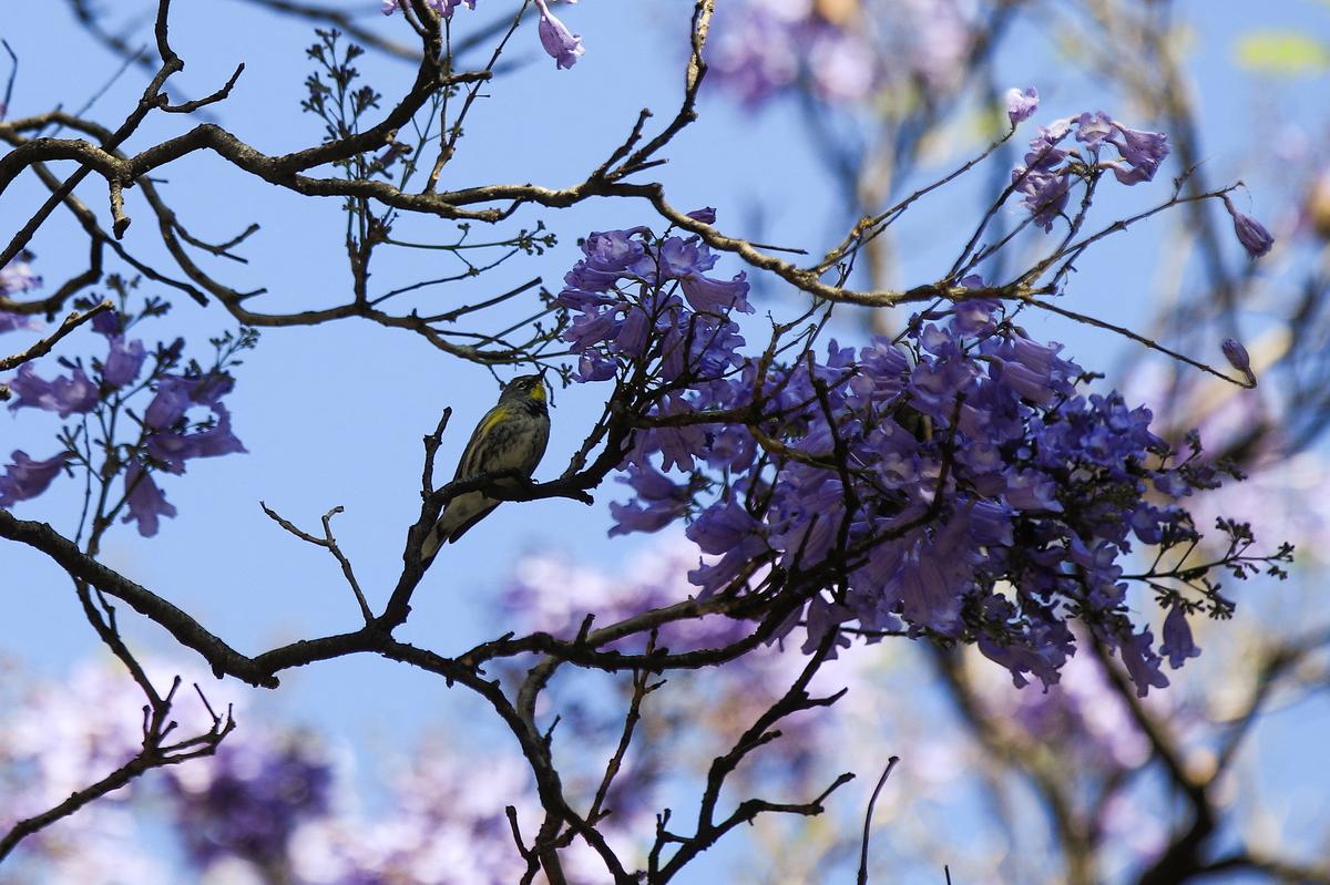 A bird rests on a jacaranda tree branch in Mexico City, Mexico. February 19, 2024. 