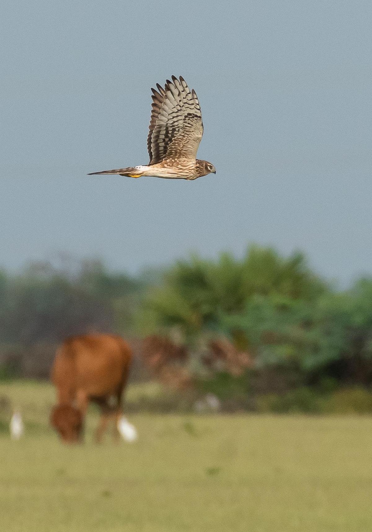 एक पीला हैरियर. मध्य एशिया में प्रजनन करने वाले पक्षी सर्दियों में भारतीय उपमहाद्वीप में आते हैं। शारीरिक कारणों से, वे हिमालय को पार नहीं करते, बल्कि उसके चारों ओर उड़ते हैं। 