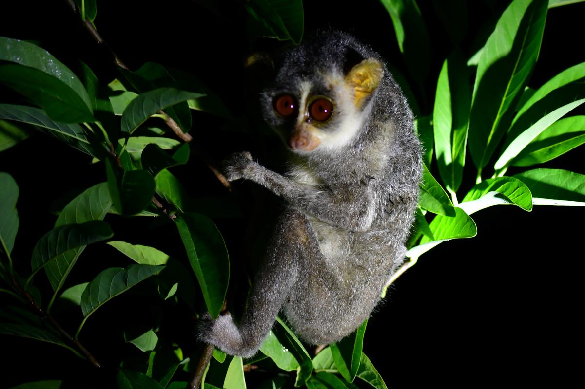 T.N. to have Slender Loris and Dugong Conservation centres in two years