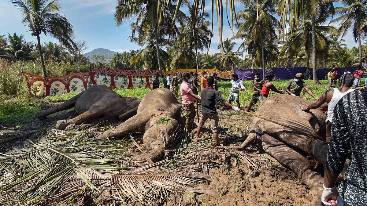 Goondas Act against farmer responsible for electrocution of elephants, T.N. Forest Department tells Madras HC