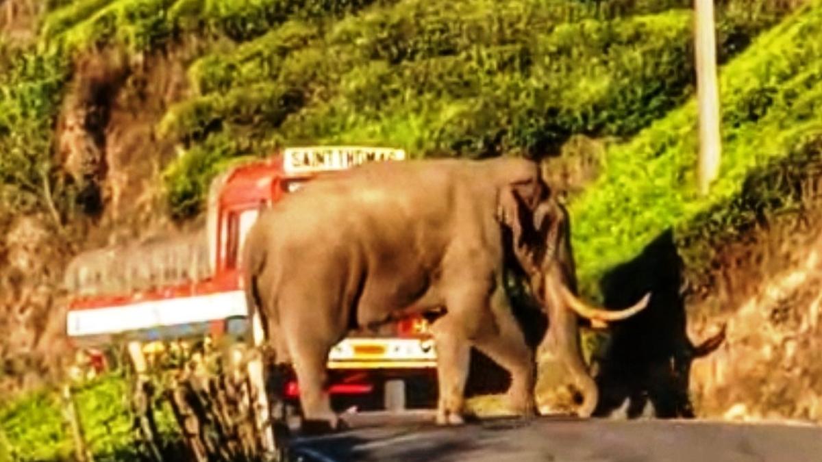 Kerala government to adopt mitigation steps to address man-animal conflicts