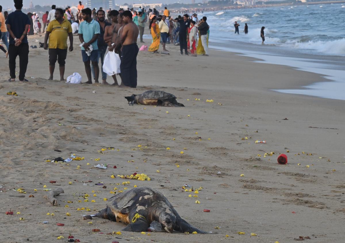 Along the 34-kilometre coast from the Marina Beach in Chennai to Kovalam in Chengalpattu, seeing dead sea turtles on the shore during mating season is not an unusual phenomenon, but the number this year has been unprecedented.