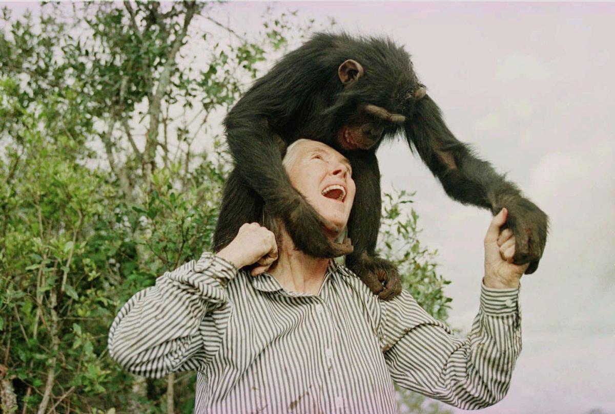 Jane Goodall plays with Bahati, a 3-year-old female chimpanzee, at the Sweetwaters Chimpanzee Sanctuary near Nanyuki, north of Nairobi, on Dec. 6, 1997. File