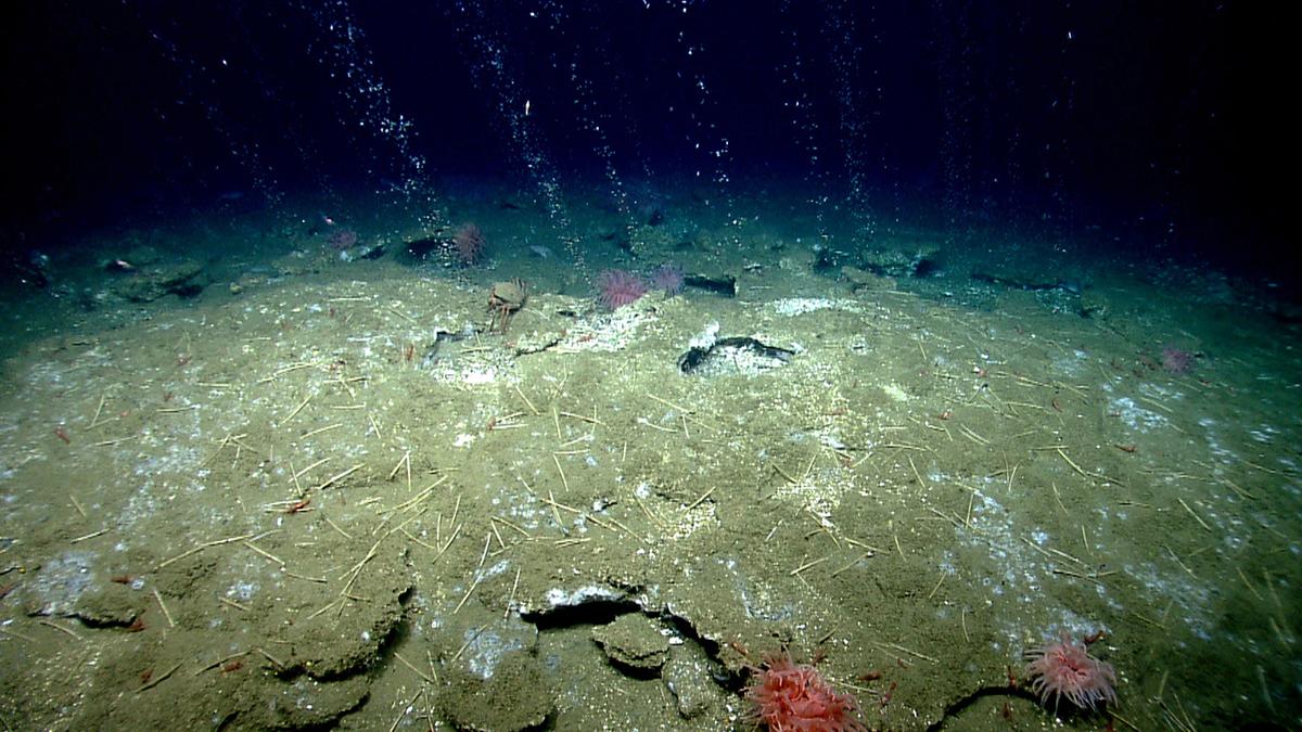 Marine heatwaves are sweeping the seafloor around North America