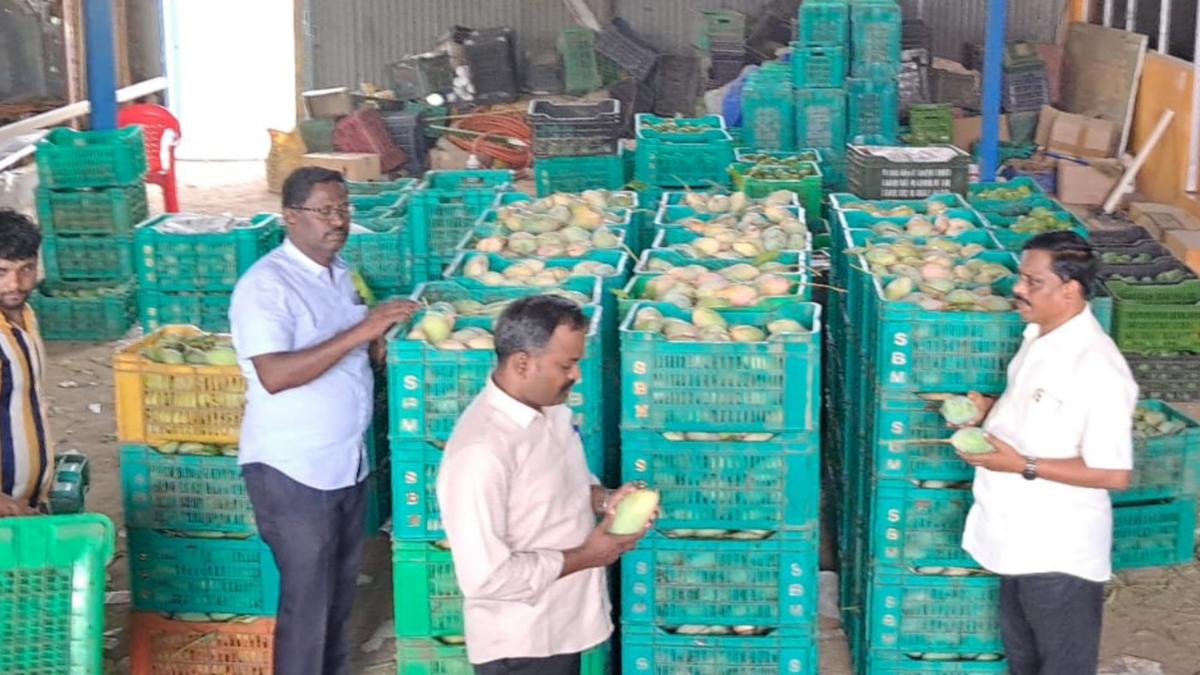 Food safety officials seize 86 kg of artificially-ripened mangoes