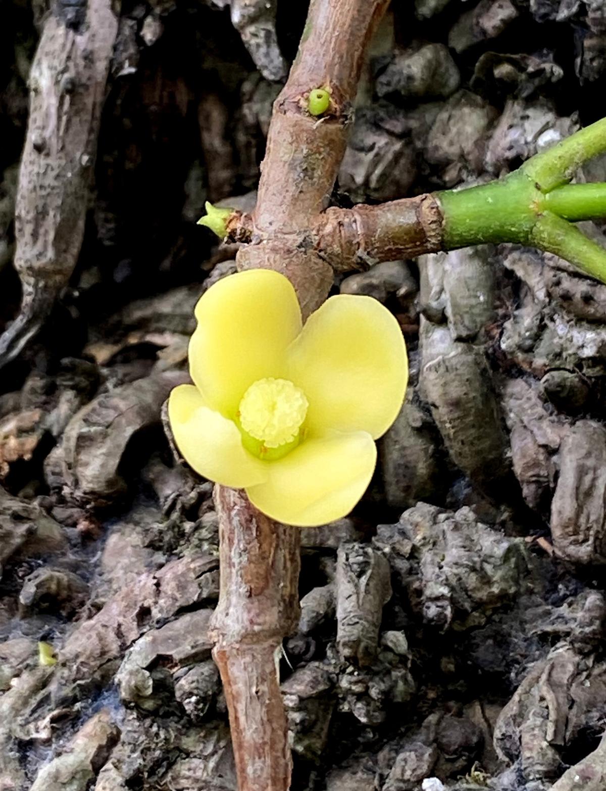 The distinct bloom of Garcinia kusumae, a newly identified tree species from Assam, adds to the region’s growing botanical inventory. The distinct bloom of Garcinia kusumae, a newly identified tree species from Assam, adds to the region’s growing botanical inventory.