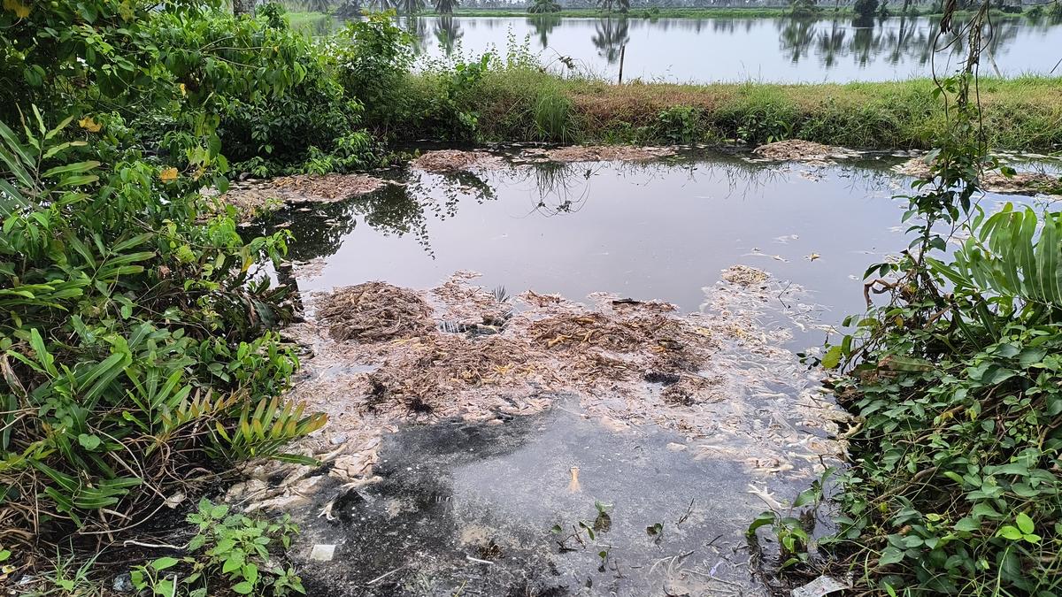 A migratory bird haven under threat from human activities