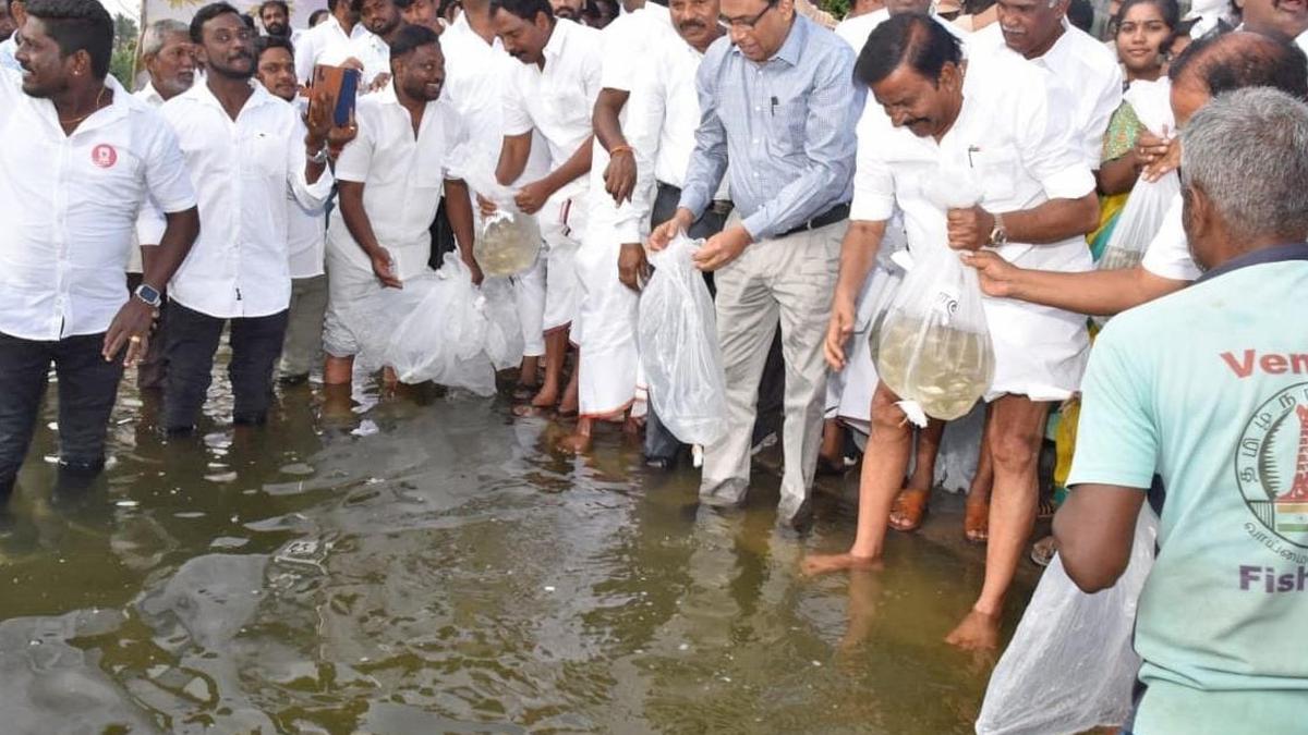 One lakh fingerlings released into River Cauvery in Salem