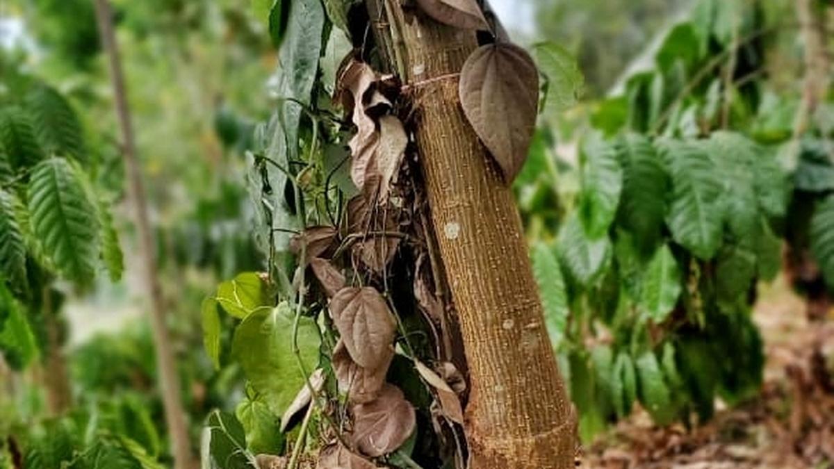 Dearth of summer showers puts farmers in a spot in Wayanad