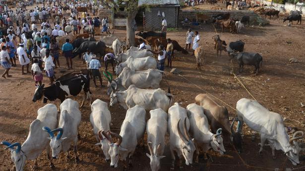 Demand for milch animals goes up at Manapparai shandy