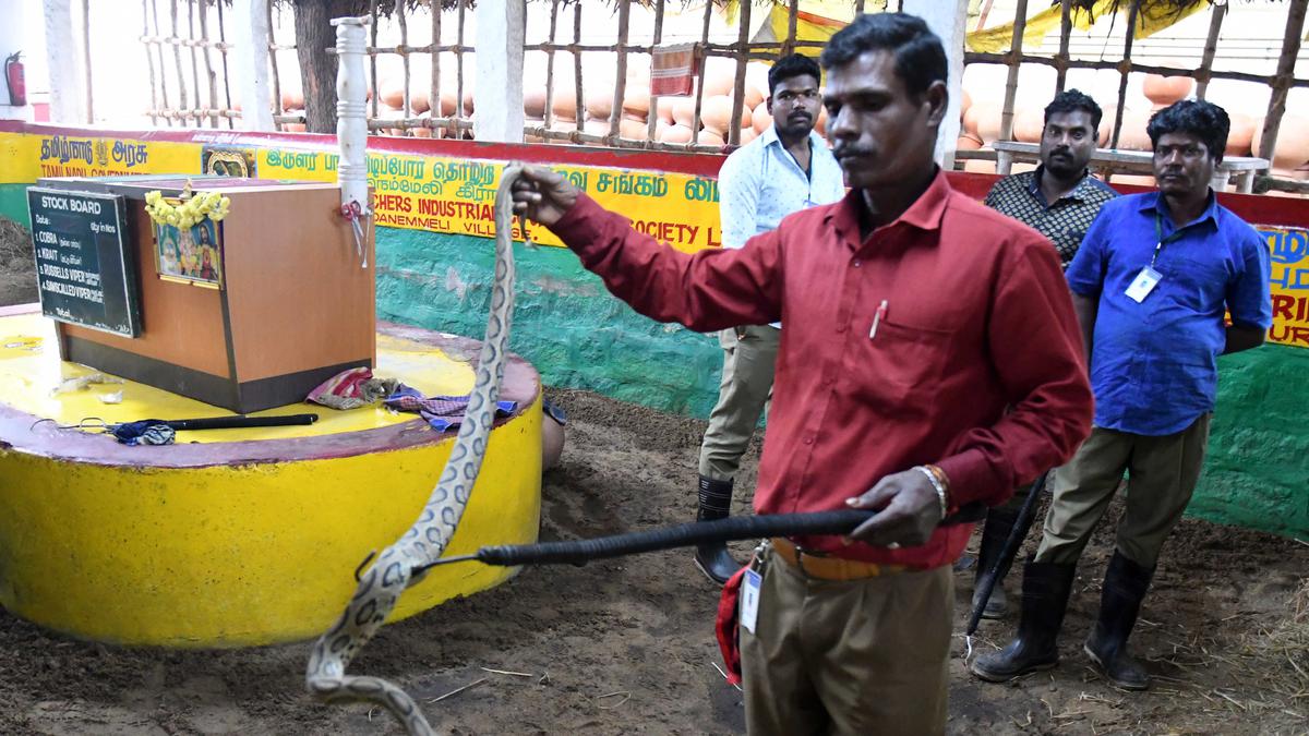 Slip sliding away: venom extraction in Tamil Nadu