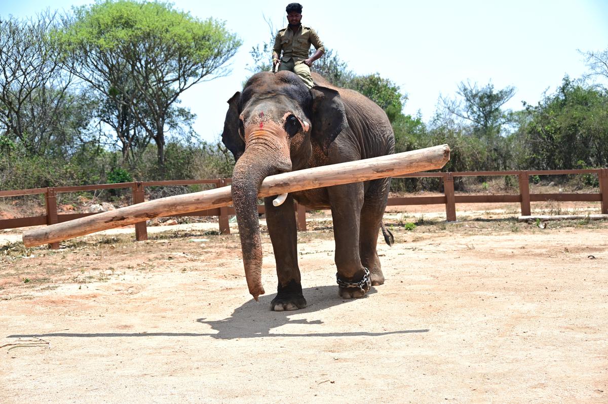 Ranjan, most agile among four Karnataka Kumkis, at routine drill in Palamaner camp.