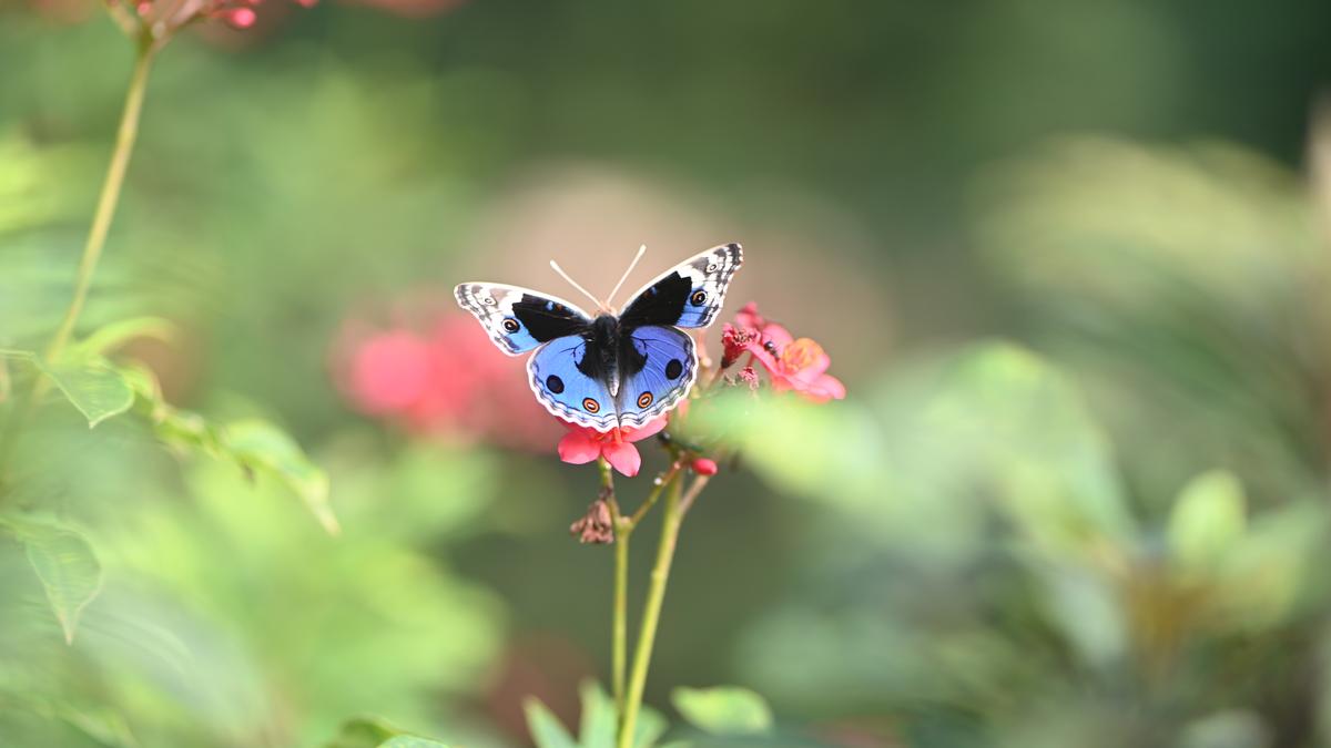 First extensive study of butterflies in Eastern Ghats documents 190 species