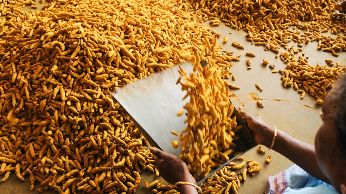 Drop in arrivals of fresh turmeric pushes price to ₹19,509 a quintal at Erode market